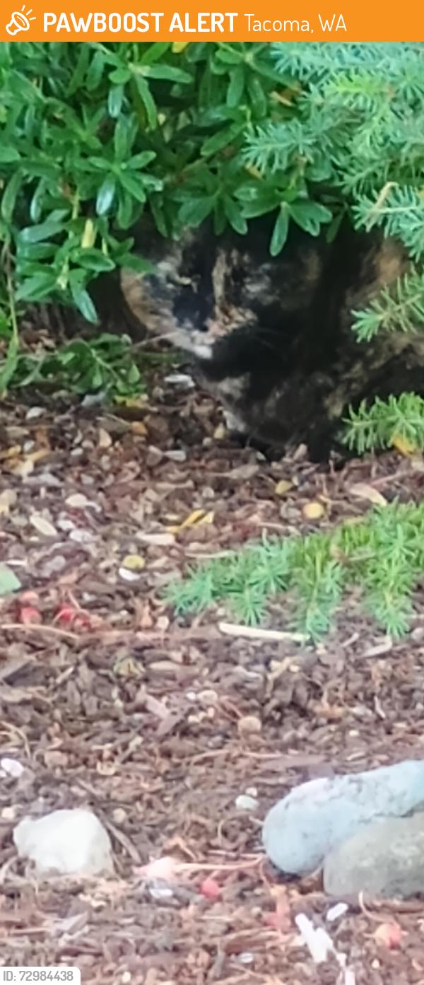 Found/Stray Unknown Cat last seen S 19th and S Ainsworth Ave / S Cushman, Tacoma, WA 98405