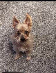 Reunited Female Dog last seen Hacienda Gate area of Cabazon, Avenida Corazon, Rio Rancho, NM 87124