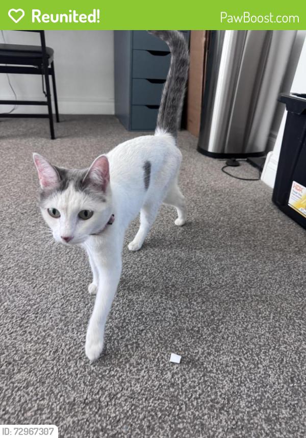Reunited Female Cat last seen Eastmark high school , Mesa, AZ 85212
