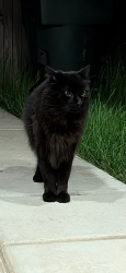 Reunited Unknown Cat last seen Vignolia Loop, Roseville, CA 95747