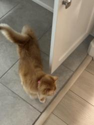 Reunited Female Cat last seen Lucania Park, Lake Forest, CA 92630