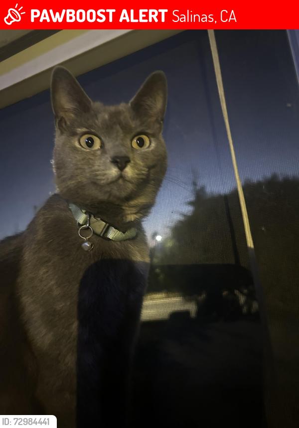 Lost Female Cat last seen Old stage rd, Salinas, CA 93905