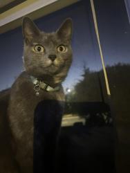 Lost Female Cat last seen Old stage rd, Salinas, CA 93905