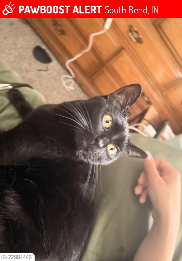Lost Female Cat last seen Eddy Street, East Sorin Street, South Bend, IN 46617
