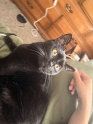 Lost Female Cat last seen Eddy Street, East Sorin Street, South Bend, IN 46617