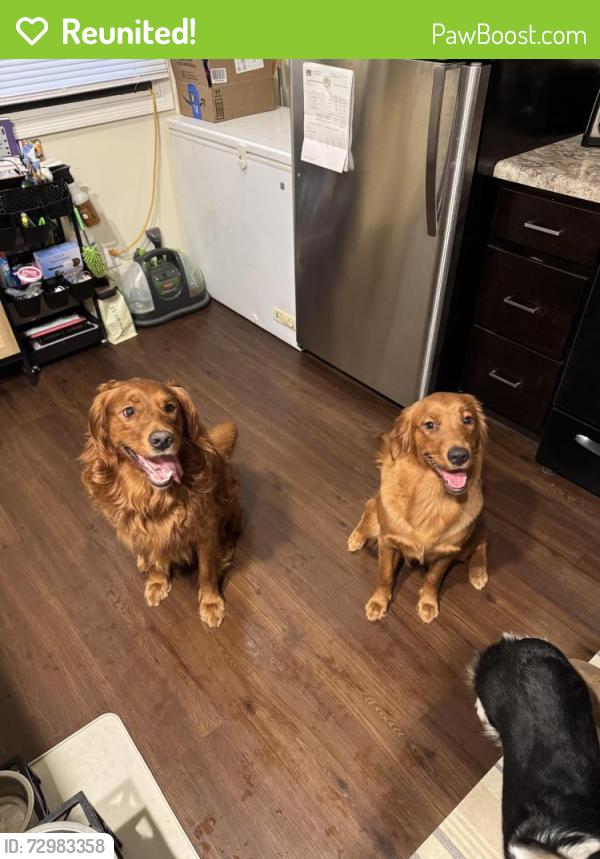Reunited Male Dog last seen Sunset Dr NW and Lewis Rd NW, Olympia, WA 98502