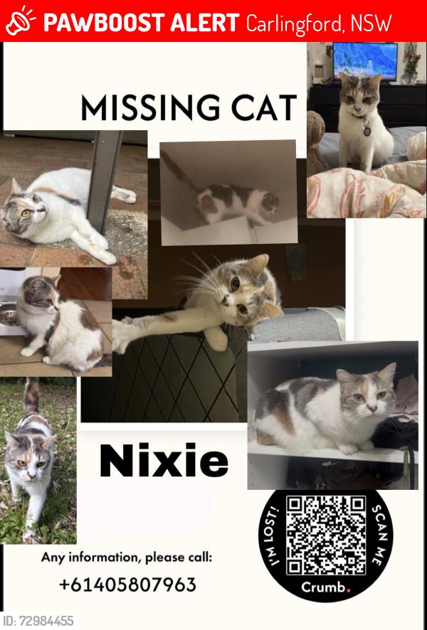 Lost Female Cat last seen Carlingford Court, Carlingford, NSW 2118