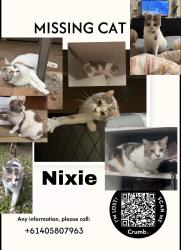Lost Female Cat last seen Carlingford Court, Carlingford, NSW 2118