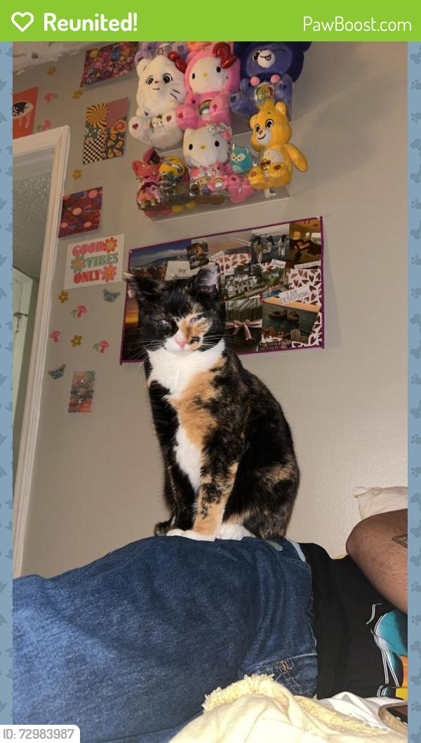 Reunited Female Cat last seen Woodway Dr SW, Huntsville, AL 35805, USA, Huntsville, AL 35805