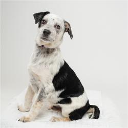 Shelter Stray Male Dog last seen , Palm Springs, CA 92264