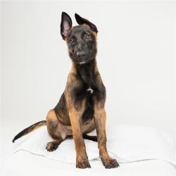 Shelter Stray Female Dog last seen , 4575 E Mesquite Ave, Palm Springs, CA 92264, USA