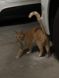 Found/Stray Unknown Cat last seen San Diego St, Oceanside , Oceanside, CA 92054