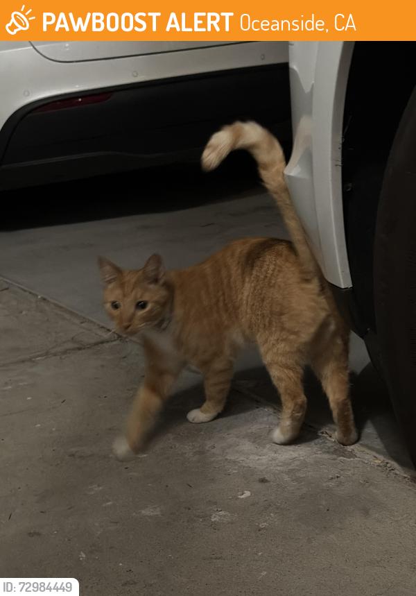 Found/Stray Unknown Cat last seen San Diego St, Oceanside , Oceanside, CA 92054