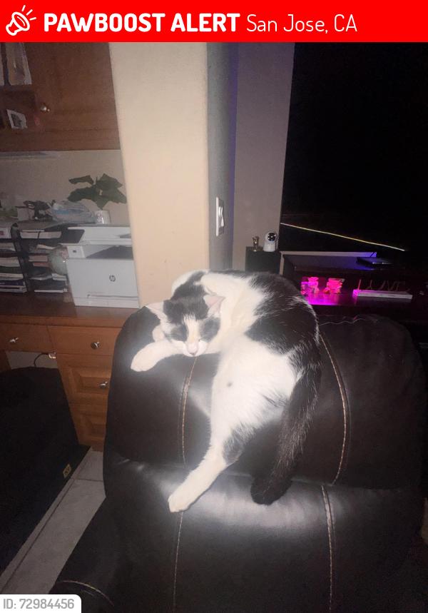 Lost Male Cat last seen Near 7165-7207 Longhill way, San Jose, CA 95138