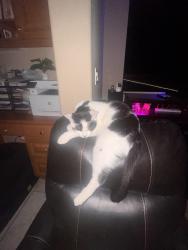 Lost Male Cat last seen Near 7165-7207 Longhill way, San Jose, CA 95138
