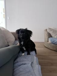 Lost Female Dog last seen W Gowan rd and Decatur, Las Vegas, NV 89130
