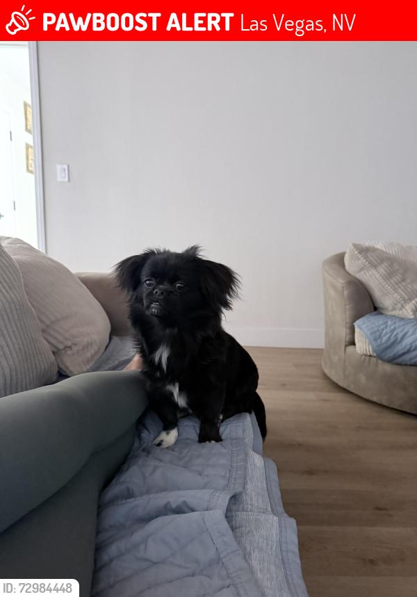 Lost Female Dog last seen W Gowan rd and Decatur, Las Vegas, NV 89130