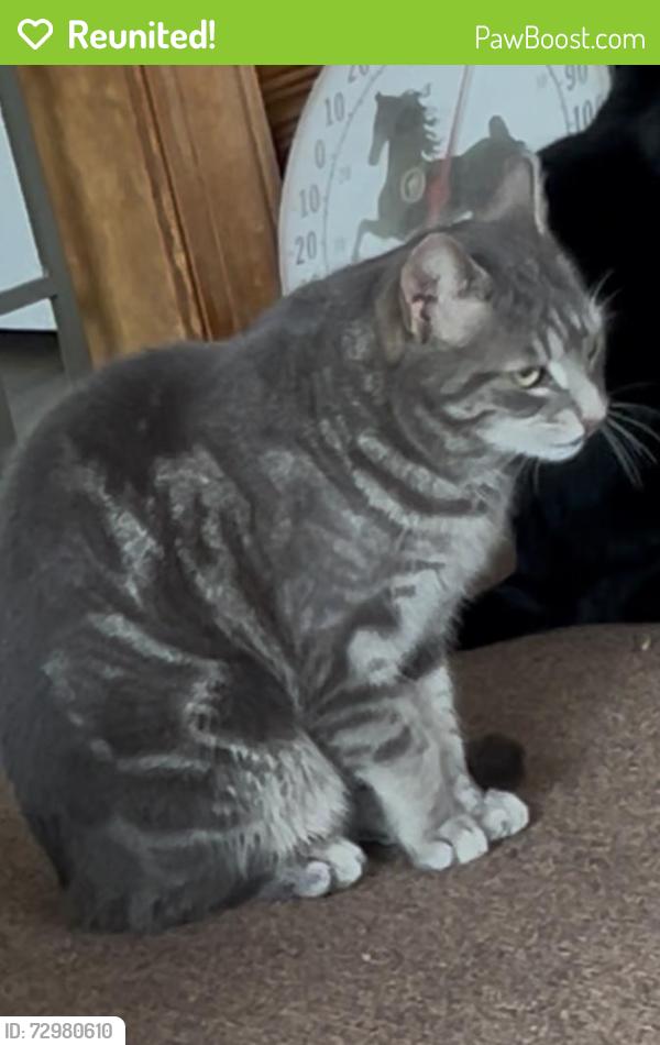 Reunited Male Cat last seen E Dark Hollow between Brick Church & Municipal Rds, Pipersville, PA 18947