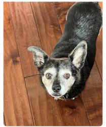 Lost Male Dog last seen Webster and Orange , Perris, CA 92571