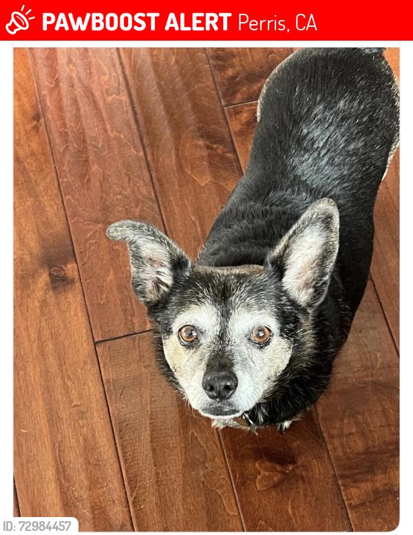 Lost Male Dog last seen Webster and Orange , Perris, CA 92571