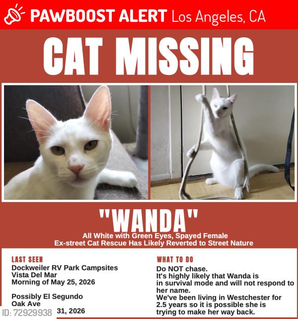 Lost Female Cat last seen El Segundo, Los Angeles, CA 90045