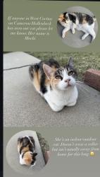 Lost Female Cat last seen Cameron and Hollenbeck, West Covina, CA 91791