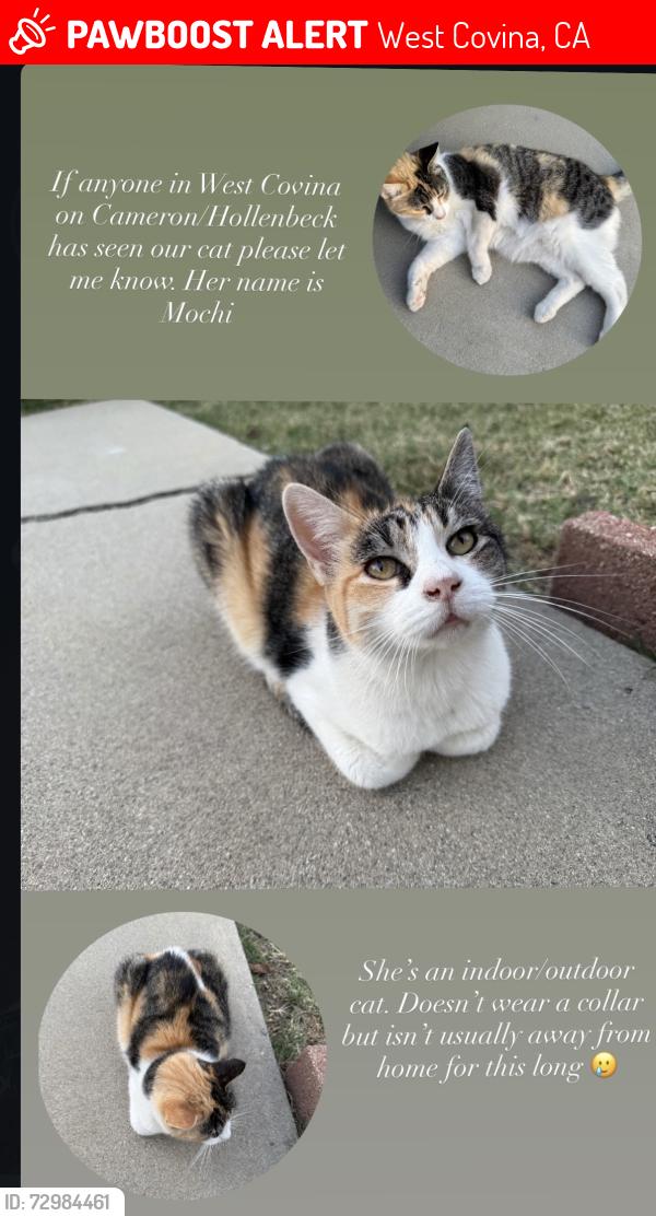 Lost Female Cat last seen Cameron and Hollenbeck, West Covina, CA 91791