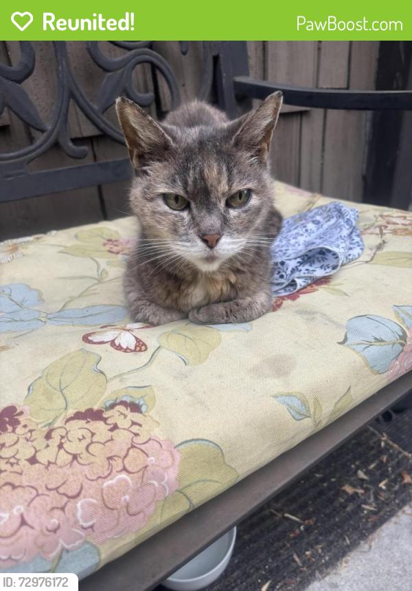 Reunited Female Cat last seen My Washington. And Glen Alvin, Los Angeles, CA 90065