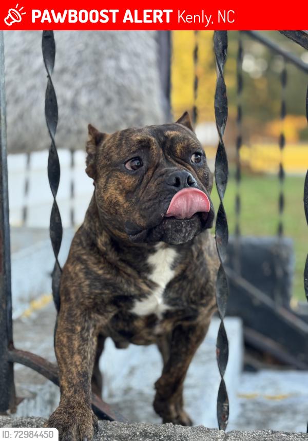 Lost Male Dog last seen Rains Cross Roads FWB Church, Kenly, NC 27542