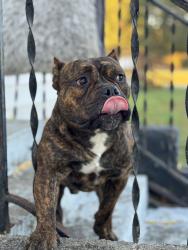Lost Male Dog last seen Rains Cross Roads FWB Church, Kenly, NC 27542