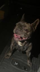 Found/Stray Male Dog last seen Augusta Plantation and Brentford Place, Myrtle Beach, SC 29579