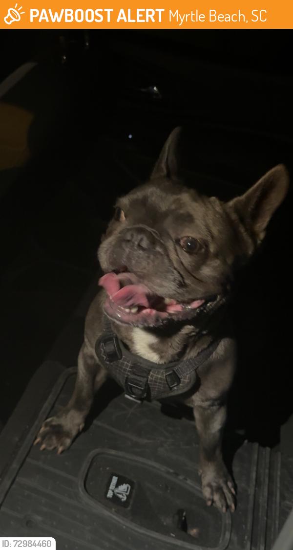 Found/Stray Male Dog last seen Augusta Plantation and Brentford Place, Myrtle Beach, SC 29579