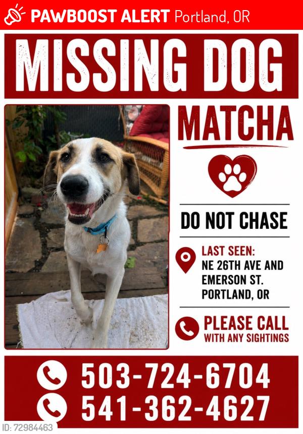 Lost Female Dog last seen NE 26th and Emerson, Portland, OR 97211
