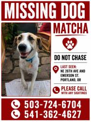 Lost Female Dog last seen NE 26th and Emerson, Portland, OR 97211