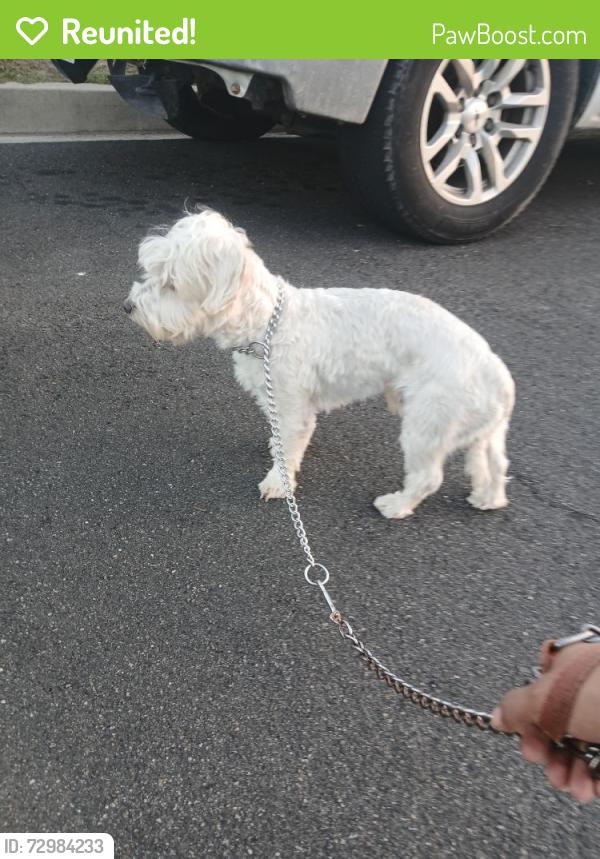 Reunited Male Dog last seen Azusa and Rowland, West Covina, CA 91791