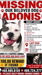 Lost Male Dog last seen Liberty at marketplace apmts. Was told he was seen getting out in someone’s car on 6/5/26 at the s station off beltline and I-45 south, Wilmer, TX 75172