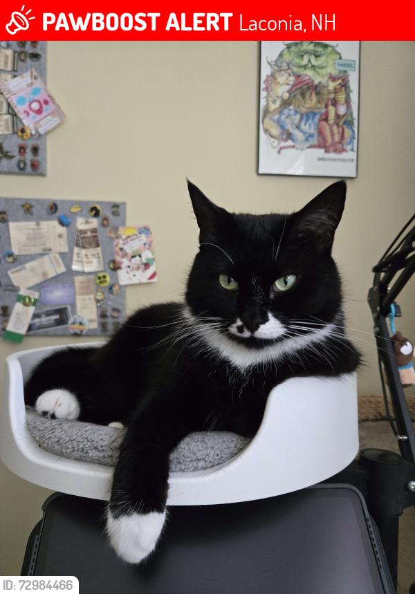 Lost Female Cat last seen Mark Drive, Laconia NH, Laconia, NH 03246