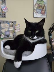 Lost Female Cat last seen Mark Drive, Laconia NH, Laconia, NH 03246