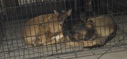 Lost Male Dog last seen ALAN HALE , San Antonio, TX 78240