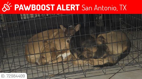 Lost Male Dog last seen ALAN HALE , San Antonio, TX 78240