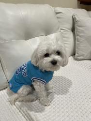 Lost Male Dog last seen Quarry Way, San Carlos, CA 94070