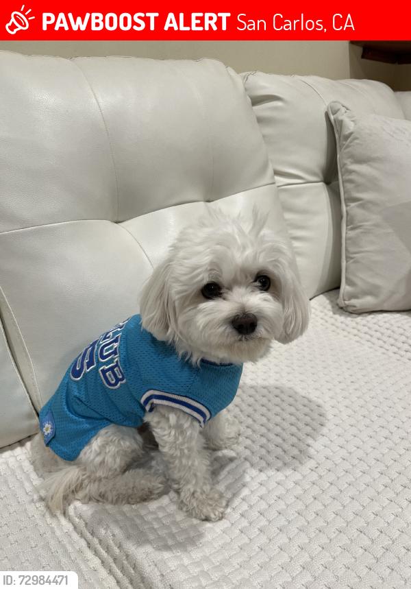 Lost Male Dog last seen Quarry Way, San Carlos, CA 94070