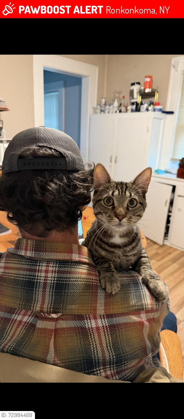 Lost Male Cat last seen Union ave ronkonkoma, Ronkonkoma, NY 11779