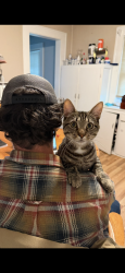 Lost Male Cat last seen Union ave ronkonkoma, Ronkonkoma, NY 11779