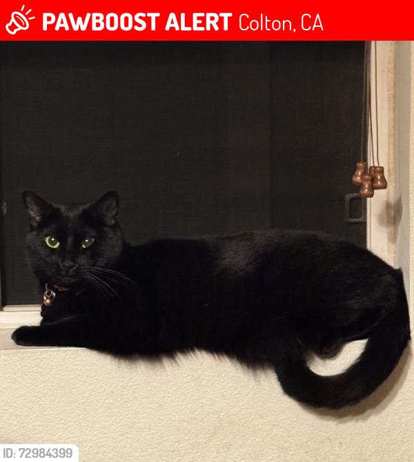 Lost Female Cat last seen Kieswetter St and Earp St, Colton, CA 92324
