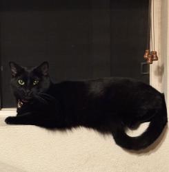 Lost Female Cat last seen Kieswetter St and Earp St, Colton, CA 92324