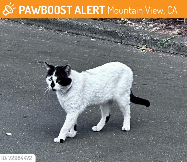 Found/Stray Unknown Cat last seen Palo Alto Avenue and Snow Street in. Mountain View, Mountain View, CA 94041