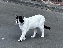 Found/Stray Unknown Cat last seen Palo Alto Avenue and Snow Street in. Mountain View, Mountain View, CA 94041