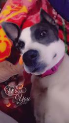 Reunited Female Dog last seen Wildlife rd, New Bern, NC 28560