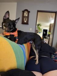 Reunited Male Dog last seen Beaverton Hillsdale HWY and Dosch, Portland, OR 97239